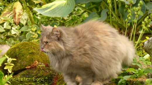 Sibirische KatzenYanisha von der Gronau