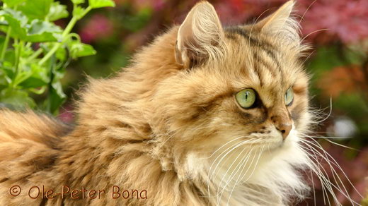 Sibirische Katzen Spirit of New Heaven´s Allegra