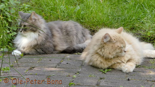 Sibirische Katzen Hetty und Floris von der Gronau