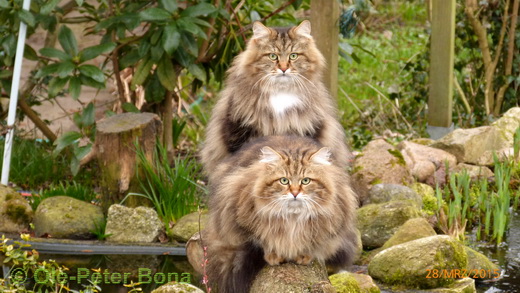 Sibirische Katzen Max und Moritz von der Gronau