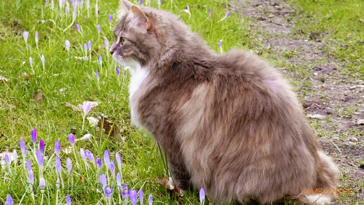 Sibirische Katzen Hetty von der Gronau