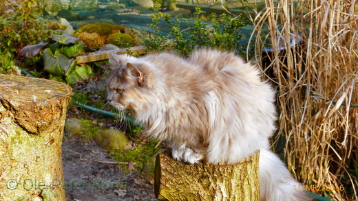 Sibirische Katzen Yanisha von der Gronau