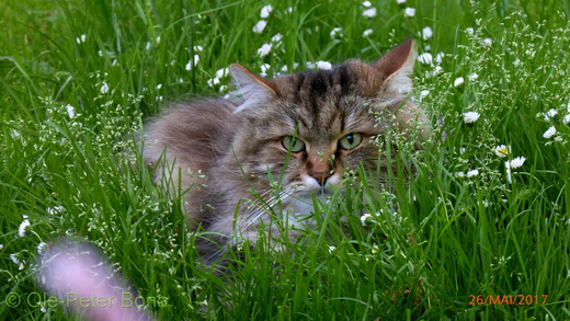 Sibirische Katzen Max von der Gronau 