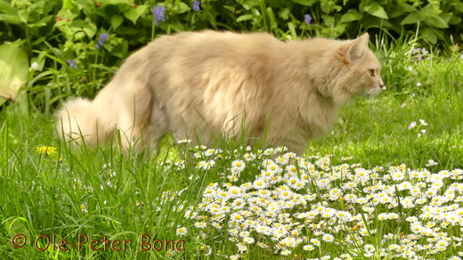 Sibirische Katzen Floris von der gronau