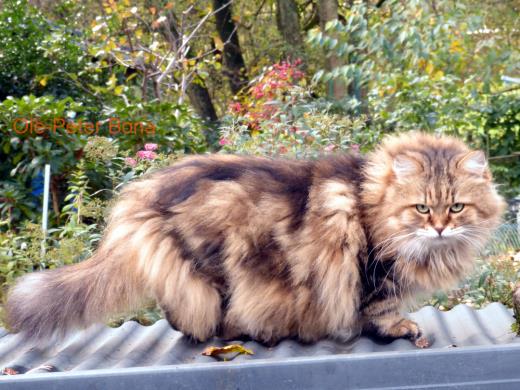 Sibirische Katzen Spirit of New Heaven´s atjusha
