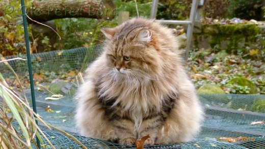 Sibirische Katzen Spirit of New Heaven´s Catjusha