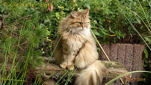 Sibirische Katzen Spirit of New Heaven´sAllegra