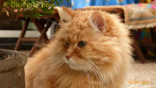 Sibirische Katzen Sandokhan von der Gronau