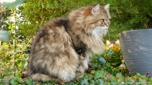 Sibirische Katzen Spirit of New Heaven´s Catjusha