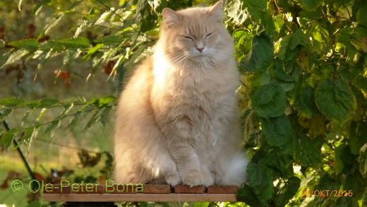 Sibirische Katzen Spirit Floris von der Gronau