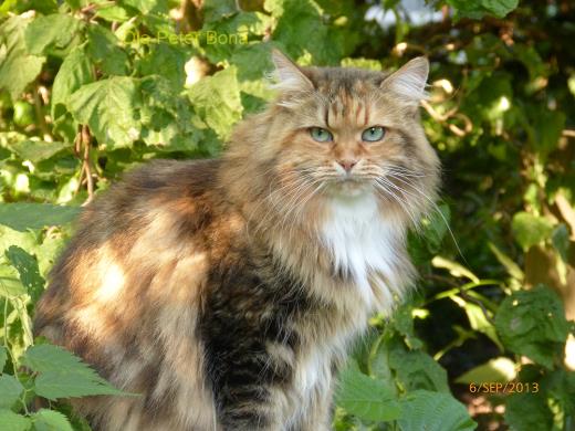 Sibirische Katzen Spirit of New Heaven´s Dana