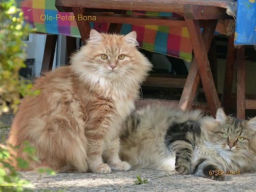 Sibirische Katzen Avos und Max
