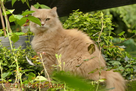 Sibirische Katzen Floris von der Gronau