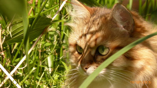 Sibirische Katzen Spirit of New Heaven´s Allegra