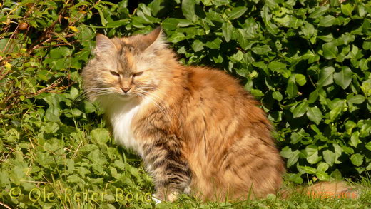 Sibirische Katzen Gwenja von der Gronau