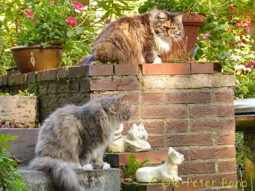 Sibirische Katzen Hela und Hetty von der Gronau