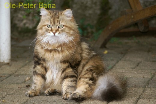 Sibirische Katzen Spirit of New HeavensCatjuscha