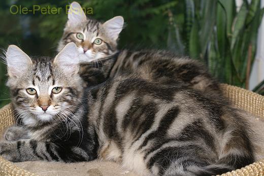 Max und Moritz von der Gronau Sibirische Katzen