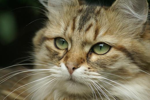 Spirit of New Heaven´s Allegra Sibirische Katze
