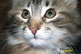 Sibirische Katzen Cirinja von der Gronau * An der Gronau 7 * 25479 Ellerau * Tel./Fax: 04106 71661