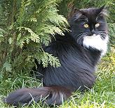 Sibirische Katzen Batumi von der Gronau * An der Gronau 7 * 25479 Ellerau * Tel./Fax: 04106 71661