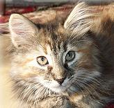 Zerafina von der Gronau Sibirische Katze
